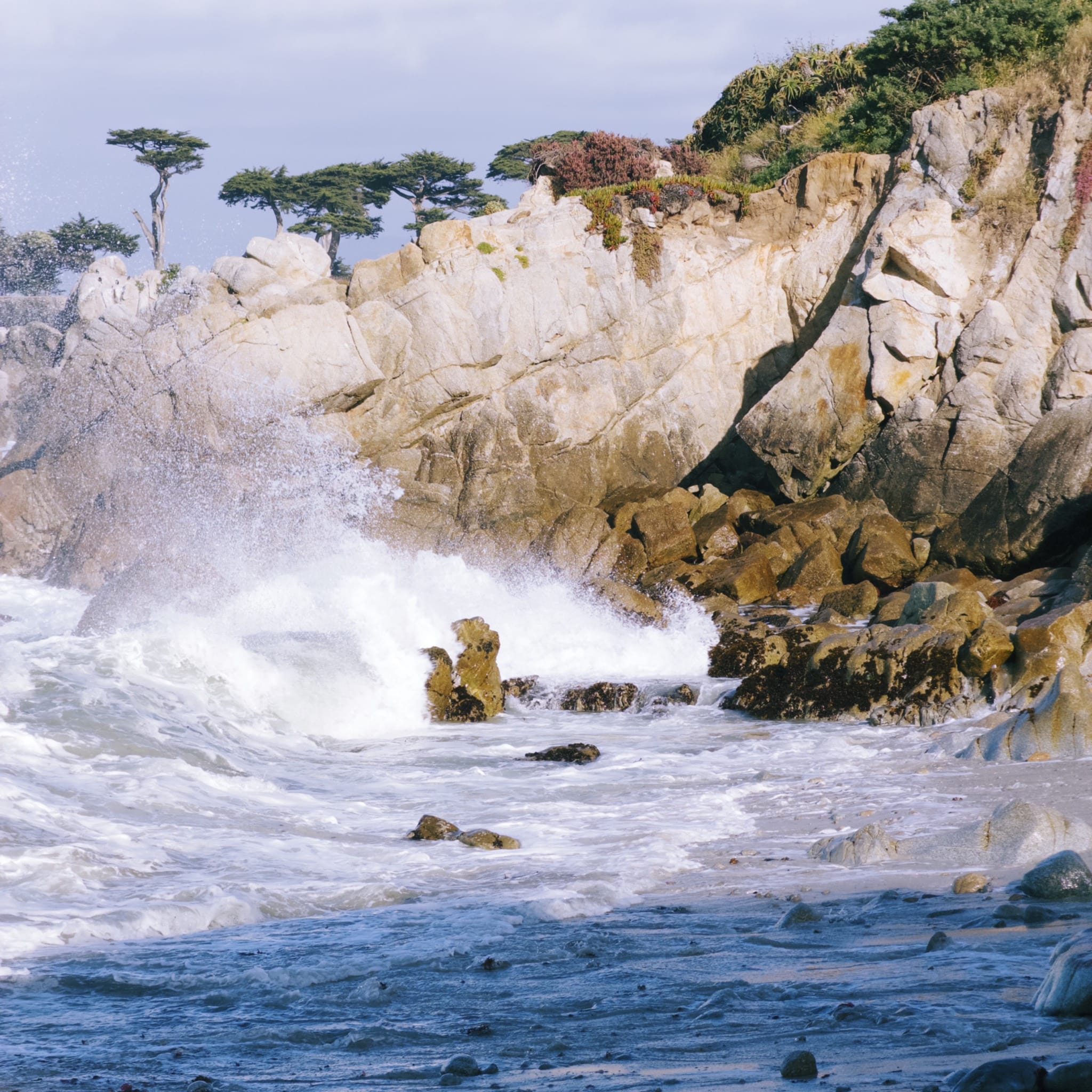 Ocean waves crash against a rugged rocky coastline topped with Monterey Cypress trees and various vegetation, with a sandy beach in the foreground.